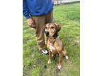 Adopt Bullard a Black Mixed Breed (Large) / Mixed dog in Georgetown