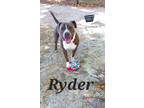 Adopt Ryder a Gray/Blue/Silver/Salt & Pepper Mixed Breed (Large) / Mixed dog in