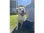 Adopt Ghost a White Mixed Breed (Large) / Mixed dog in Georgetown, SC (41246860)