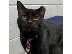 Adopt Bellabee a All Black Domestic Shorthair / Domestic Shorthair / Mixed cat