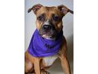 Adopt 24-206D Chloe a Tan/Yellow/Fawn Boxer / Mixed dog in Thibodaux