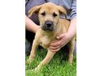 Adopt Benny a Red/Golden/Orange/Chestnut German Shepherd Dog / Mixed Breed