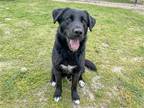 Adopt BAUER a Black Flat-Coated Retriever / Mixed dog in Tustin, CA (41292921)