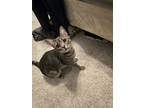 Adopt Hex a Gray, Blue or Silver Tabby Domestic Shorthair / Mixed (short coat)