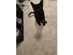 Adopt Void a All Black Domestic Shorthair / Mixed (short coat) cat in