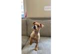 Adopt Tomaye a Mixed Breed (Medium) / Mixed dog in Thousand Oaks, CA (41223229)