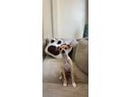 Adopt Norman a Mixed Breed (Medium) / Mixed dog in Thousand Oaks, CA (41223228)