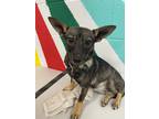 Adopt Flutter a Mixed Breed (Medium) / Mixed dog in Thousand Oaks, CA (41223904)