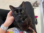 Adopt Vogeta a Domestic Shorthair / Mixed (short coat) cat in Lansing