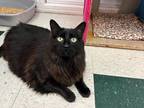 Adopt Phantom a Domestic Longhair / Mixed (long coat) cat in Lansing