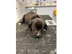 Adopt Barrett a Labrador Retriever / Mixed dog in Darlington, SC (41305585)