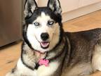 Adopt Queen a Black - with White Husky / Mixed dog in London, ON (41307825)