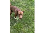 Adopt Bronco a Brown/Chocolate - with White American Pit Bull Terrier / American