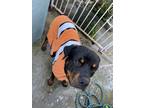 Adopt Machete a Black - with Tan, Yellow or Fawn Rottweiler / Mixed dog in Pico