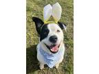 Adopt Mookie a Border Collie / Mixed dog in Tulare, CA (39270529)