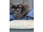 Adopt Kali a All Black Domestic Longhair / Mixed (medium coat) cat in Las Vegas