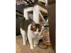 Adopt Pixy a White (Mostly) Tabby / Mixed (medium coat) cat in Kearney