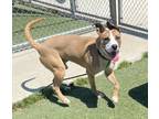 Adopt Titus a American Staffordshire Terrier / Anatolian Shepherd / Mixed dog in