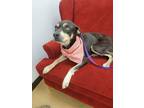 Adopt Gypsy Rose a Black Mixed Breed (Medium) / Mixed Breed (Medium) / Mixed