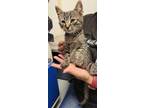 Adopt Asta a Gray or Blue Domestic Shorthair / Domestic Shorthair / Mixed cat in