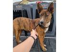 Adopt Hope a Brindle Terrier (Unknown Type, Small) / Australian Cattle Dog /