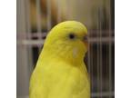 Adopt 55780327 a Yellow Other/Unknown / Other/Unknown / Mixed bird in