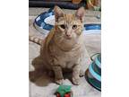 Adopt Judy (with Juliet) a Orange or Red Tabby Domestic Shorthair (short coat)