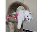Adopt Juliet( with Judy) a White Domestic Longhair (long coat) cat in Silverton
