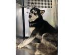 Adopt Lalo a Black Husky / Mixed dog in Fort Worth, TX (41307603)