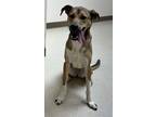 Adopt Serena a Tan/Yellow/Fawn Shepherd (Unknown Type) / Mixed dog in Staunton