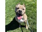 Adopt Moira a Brown/Chocolate Mixed Breed (Large) / Mixed dog in Menands