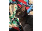 Adopt Nakoa a All Black American Shorthair / Mixed (short coat) cat in Ochelata