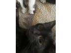 Adopt Anaya a All Black American Shorthair / Mixed (short coat) cat in Ochelata