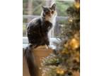 Adopt Luna a Gray or Blue Domestic Longhair / Mixed (long coat) cat in