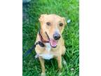 Adopt Logan a Brown/Chocolate Mutt / Mixed dog in Missouri City, TX (41294157)