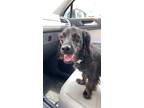 Adopt Bonnie a Black Miniature Dachshund / Mixed dog in Houston, TX (41300025)