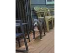 Adopt Cali a Gray/Silver/Salt & Pepper - with White American Pit Bull Terrier /
