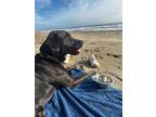 Adopt Sam a Black Labrador Retriever / Mixed dog in Los Angeles, CA (40761692)