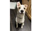Adopt Butters a White - with Tan, Yellow or Fawn Labrador Retriever / Husky /