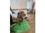 Adopt Lily a Brown/Chocolate Labrador Retriever / Mixed dog in Irving