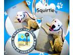 Adopt Squirtle a White Carolina Dog / Dalmatian / Mixed (short coat) dog in