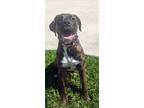 Adopt Mandy a Brown/Chocolate Black Mouth Cur / Boxer / Mixed (short coat) dog