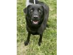 Adopt Thea a Black Labrador Retriever / Husky / Mixed dog in Winchester