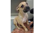 Adopt Dun a Tan/Yellow/Fawn Mixed Breed (Medium) / Mixed Breed (Medium) / Mixed