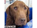 Adopt Gunner a Brown/Chocolate Labrador Retriever / Mixed Breed (Medium) / Mixed