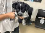 Adopt Bubbles a Black Australian Cattle Dog / Mixed dog in Fort Worth