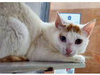 Adopt Burt a White Domestic Shorthair / Domestic Shorthair / Mixed cat in