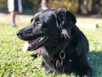 Adopt August a Black Labrador Retriever / Border Collie / Mixed dog in Los