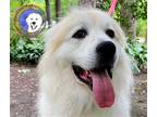 Adopt Lady a White Great Pyrenees / Mixed dog in Portland, OR (39218503)