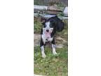 Adopt Ozzy a Brindle - with White Australian Shepherd / Mixed dog in New